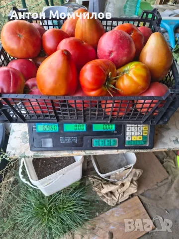 Продавам вкусни домати, снимка 5 - Домашни продукти - 55884872
