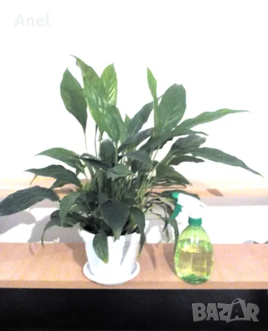 Красив голям Спатифилум / Лилия на мира + пулверизатор за пръскане на листата, снимка 4 - Стайни растения - 48694365