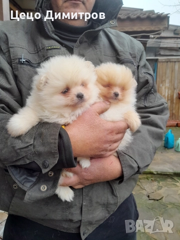 померанчета , снимка 3 - Померан - 52590550