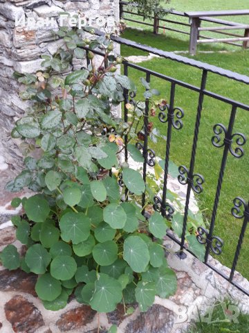 Метални услуги - изграждане на метални изделия, решетки, парапети, снимка 2 - Други услуги - 35844119