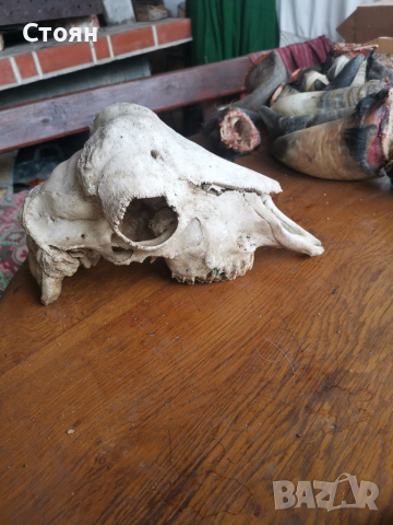 Череп на овен, снимка 3 - Колекции - 36292746