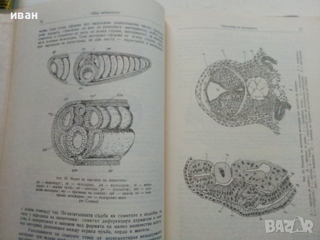 Ембриология на домашните животни - М.Москов - 1957г,, снимка 3 - Специализирана литература - 39531348