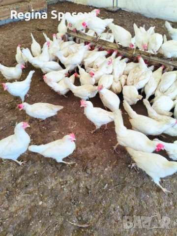 Продавам кокошки носачки , снимка 3 - Кокошки и пуйки - 53193053