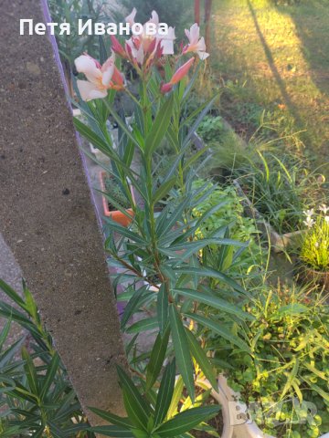 Олеандър (зокум, лян) , снимка 2 - Градински цветя и растения - 42212426