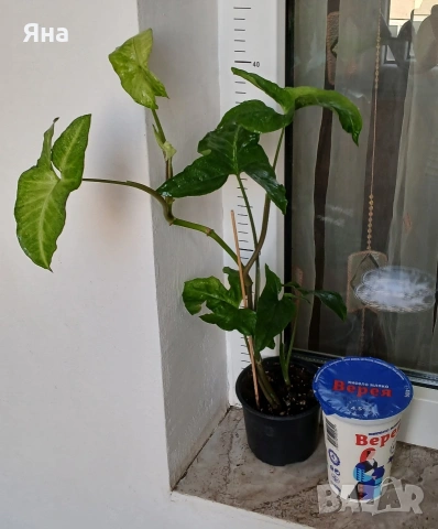 Сингониум - Пеперуда, снимка 4 - Стайни растения - 50637897
