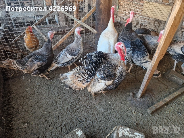 Мисирки пуйки и кокошки, снимка 4 - Кокошки и пуйки - 53257165