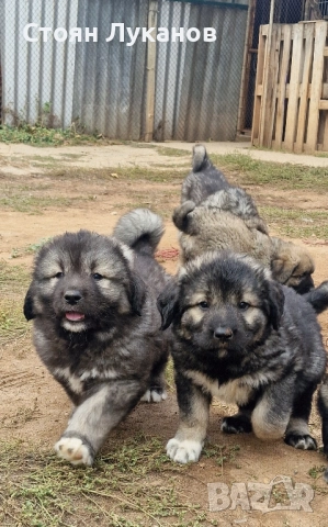 продавам Кавказка Овчарка , снимка 1