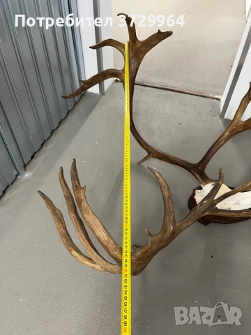 Огромен трофей от карибу - Северен Елен, снимка 9 - Други - 50464327