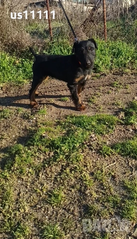 елитен ягдтериер с родословие 4 месеца , снимка 2 - Ягдтериер - 53757461