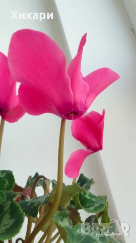 Циклама с едър цвят , снимка 7 - Стайни растения - 53539443