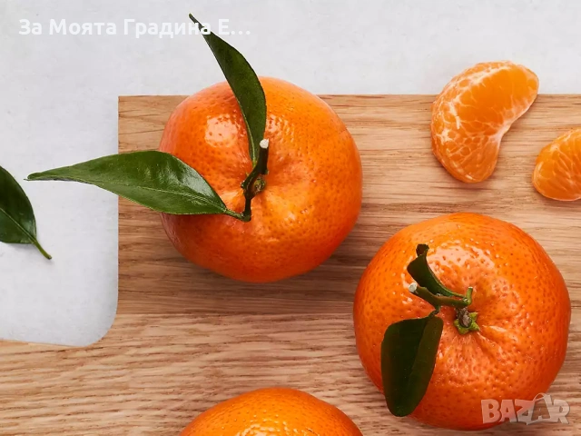 Цитрусови растения 8 вида – Лимон , Портокал , Мандарина, Грейфрут  , снимка 16 - Градински цветя и растения - 53623168