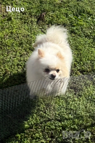 Померан момиче, снимка 5 - Померан - 52949664