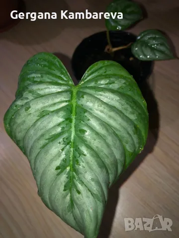 Philodendron Sodiroi 