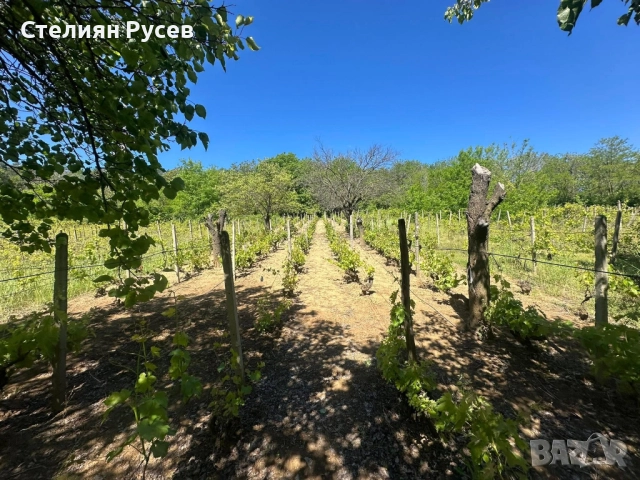 991 кв лозе / ГРАДИНА / терен / парцел / в гр. Силистра под крепостта - от Черно и Бяло нагоре собст, снимка 2 - Парцели - 52029385