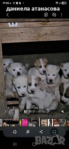 САО с родословие, снимка 2 - Померан - 53154787