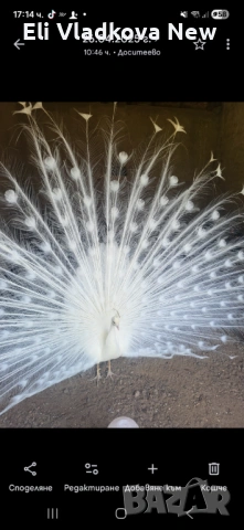 Двойка пауни ,бял и арлекин