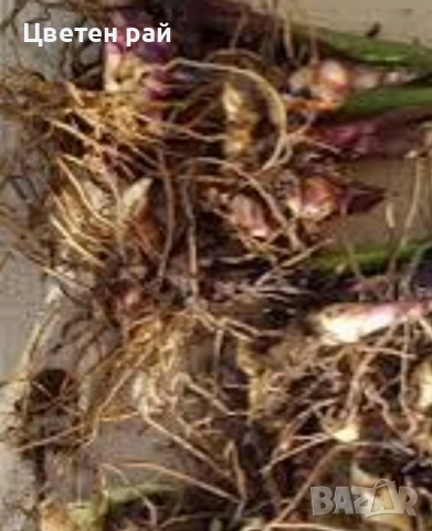 Три цвята канни с едри и гъсти цветове , снимка 4 - Градински цветя и растения - 52251161