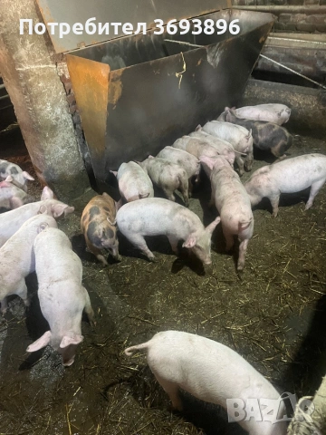Продавам малки прасенца прасета, снимка 3 - Прасета - 53749351