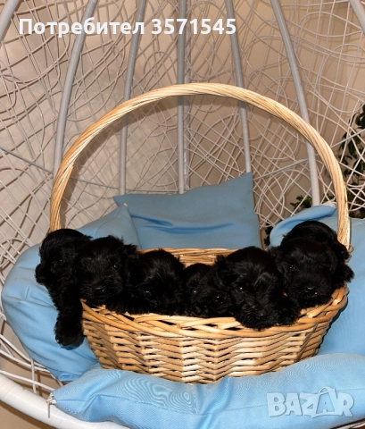 Мини Шнауцер/Цвергшнауцер, снимка 2 - Други - 52339679