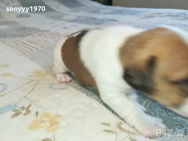 ДЖАК РЪСЕЛ ВИДИН-КУПУВАМЕ КУЧЕ 0104251735, снимка 6 - Джак ръсел териер - 49728785