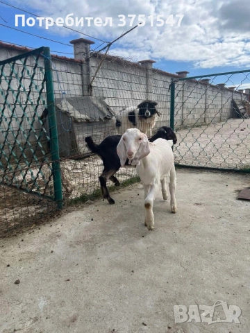  🐐 Продавам мъжки англо-нубийски ярета, снимка 4 - Кози - 53745937