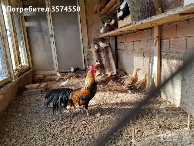 Продавам Феникс , снимка 8 - други­ - 53191179