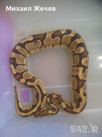 Продавам кралски питони, снимка 3 - Змии - 53177092