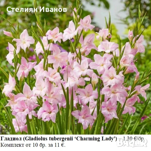 Гладиол (Gladiolus tubergenii ‘Charming Lady’) - грудки