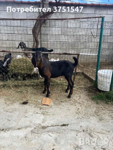  🐐 Продавам мъжки англо-нубийски ярета, снимка 8 - Кози - 53745937