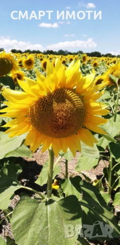 Продава земеделска земя - 39 дка - с. ДИБИЧ, общ. Шумен