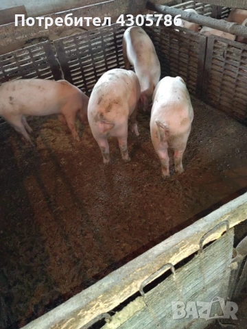 Малки прасета