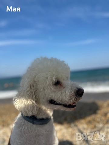 Търся женски пудел за разплод, снимка 5 - Пудели - 52965577