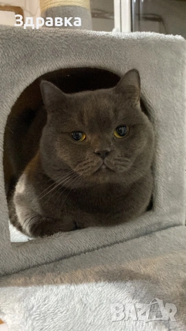 мъжки британец за разплод, снимка 3 - Британска късокосместа - 53280879