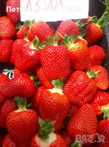 Разсад ягоди и малини , снимка 4 - Разсади - 53281312