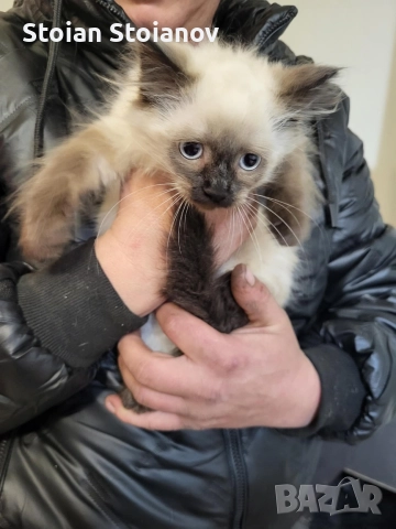 Продавам Регдол котенца ( Regdoll ), снимка 3 - Други - 52867440