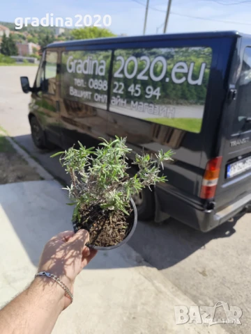 Лавандула Лилава - При покупка на 5 бр - 1 бой подарък При покупка на 10 бр - 3 броя подарък, снимка 4 - Градински цветя и растения - 30691262