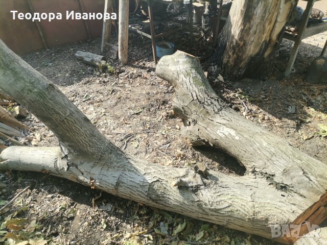 Орехов материал , снимка 2 - Дърводелски услуги - 34289041