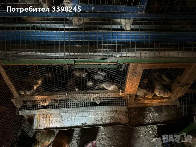 Продавам пътпъдъци, снимка 10 - други­ - 48653462