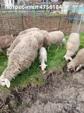 Продавам овце с малки агнета, снимка 3 - Овце - 53849792