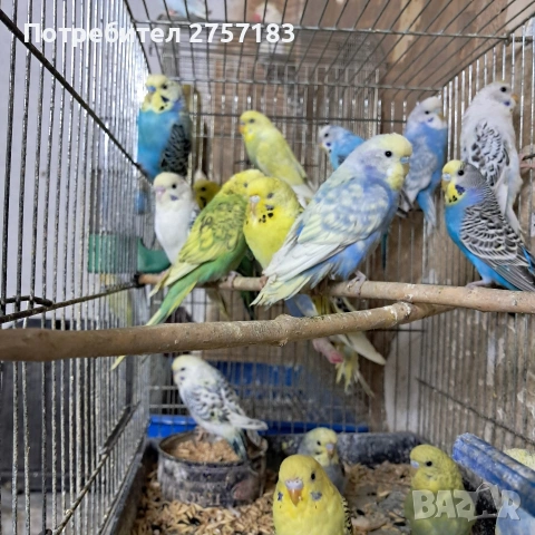 продавам вълнисти папагали 2026, снимка 8 - Папагали - 53766555