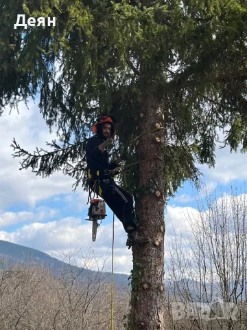 Рязане на опасни дървета в половин България  / Арборист / Arborist