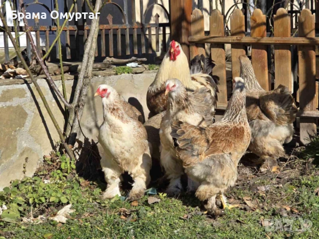 Продавам разплодни яйца от Сьомгова брама [Salmon Brahma], снимка 5 - Кокошки и пуйки - 53810719