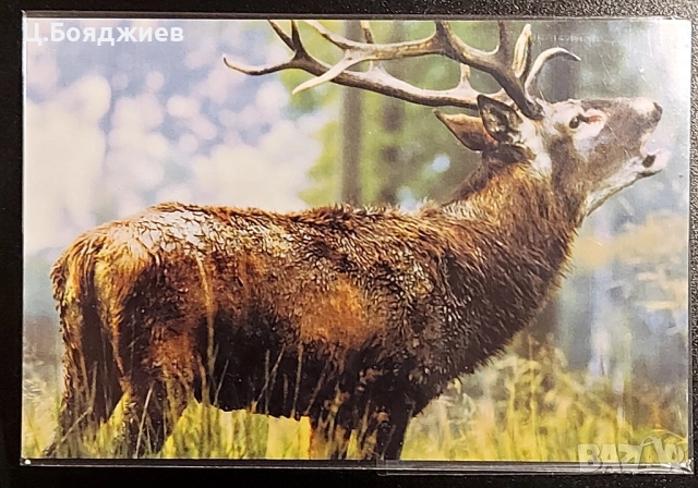 17 бр. Стари календарчета  - Животни , снимка 5 - Колекции - 52111281