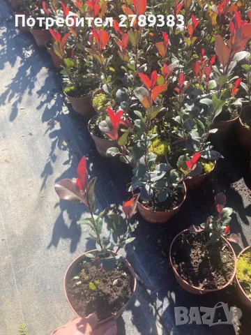 Фотиния литъл ред робин, снимка 3 - Градински цветя и растения - 48725254