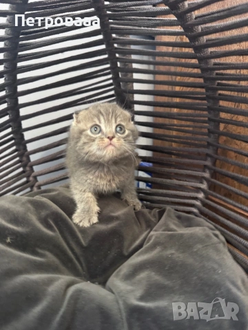 Британски / шотландски котенца , снимка 12 - Британска късокосместа - 53590580