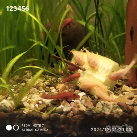 Бели анциструси, снимка 1