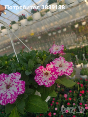 Каскадна петуния в кошница, снимка 9 - Градински цветя и растения - 53854941