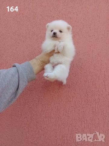 Мъжки Померан. Реални снимки от 29.12.25 г., снимка 4 - Померан - 52809054