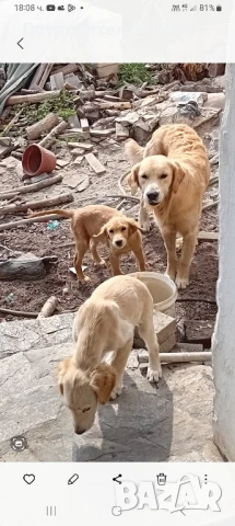 Продавам 4 мъжки Голдън редривър ваксина паспорт на 3 месеца. Тел. 0899075266, снимка 1
