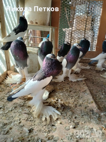 Седлати болани , снимка 4 - Гълъби - 52777307